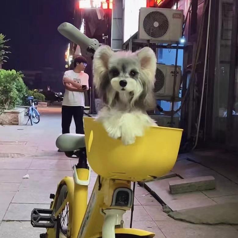 奥特曼是雪纳瑞