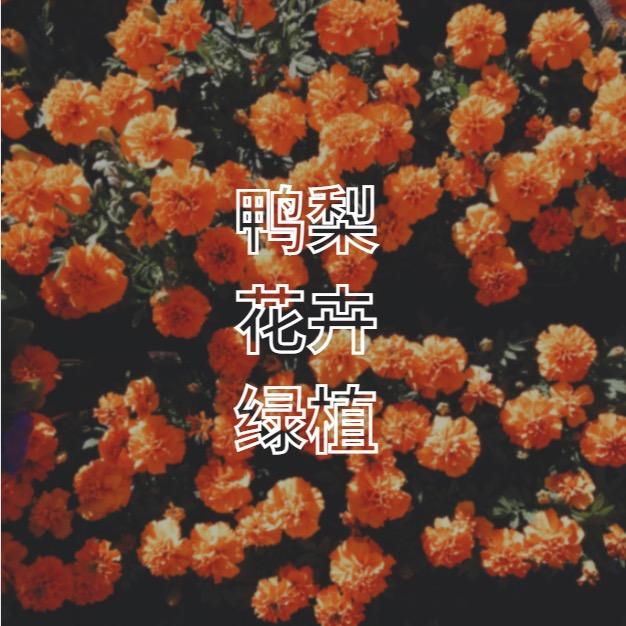 鸭梨椰砖供应店
