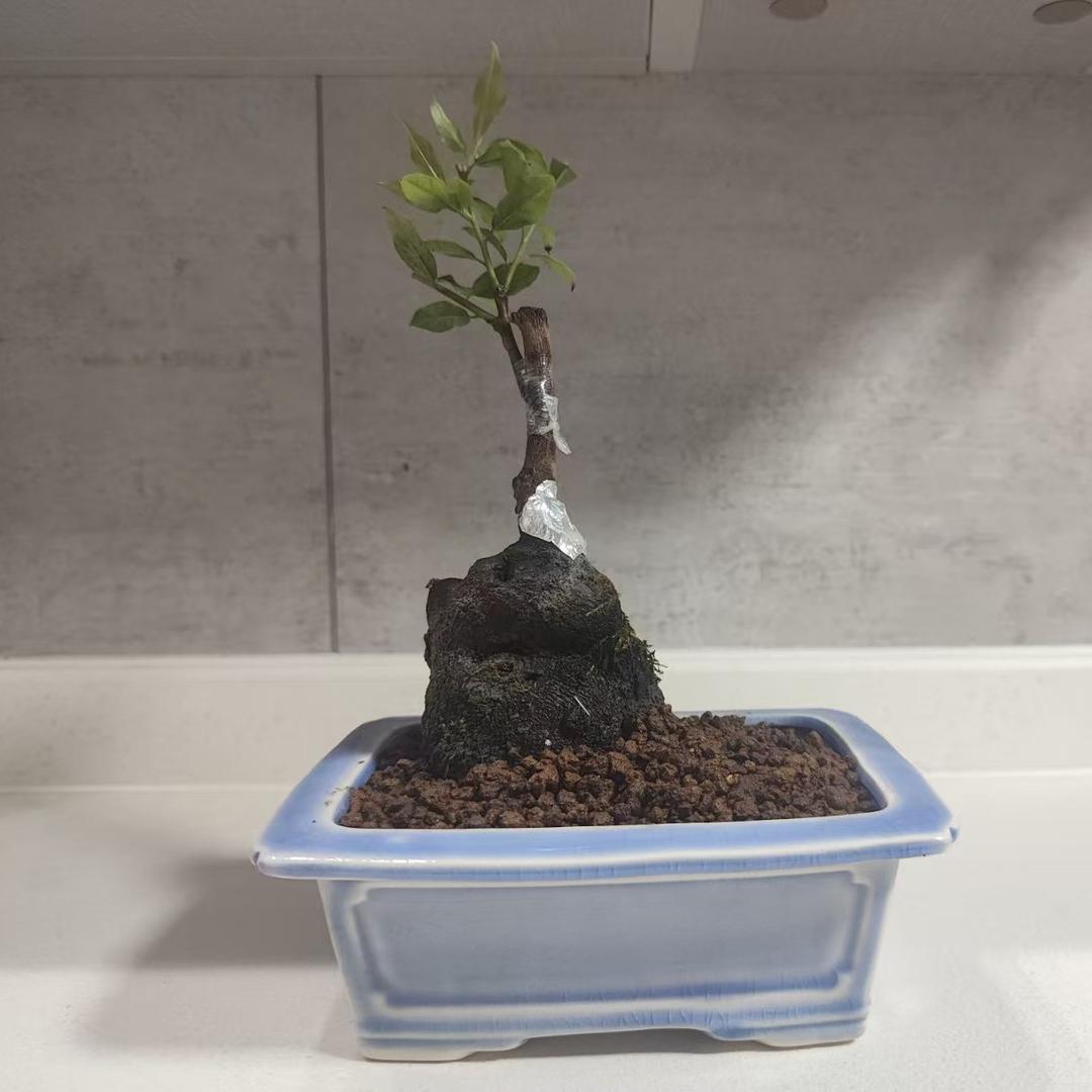 大自然的搬运工