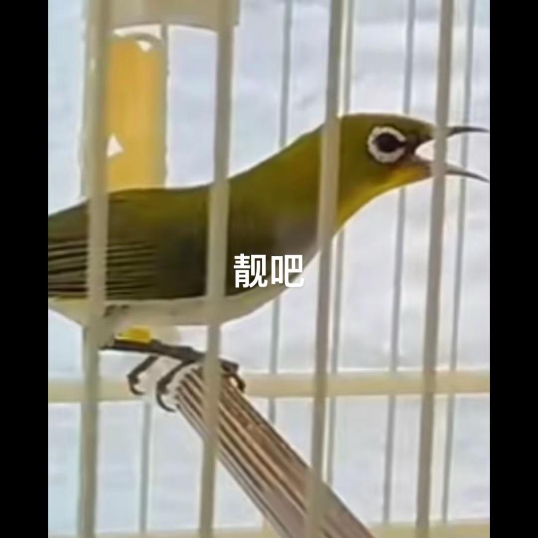 秀眼鸟
