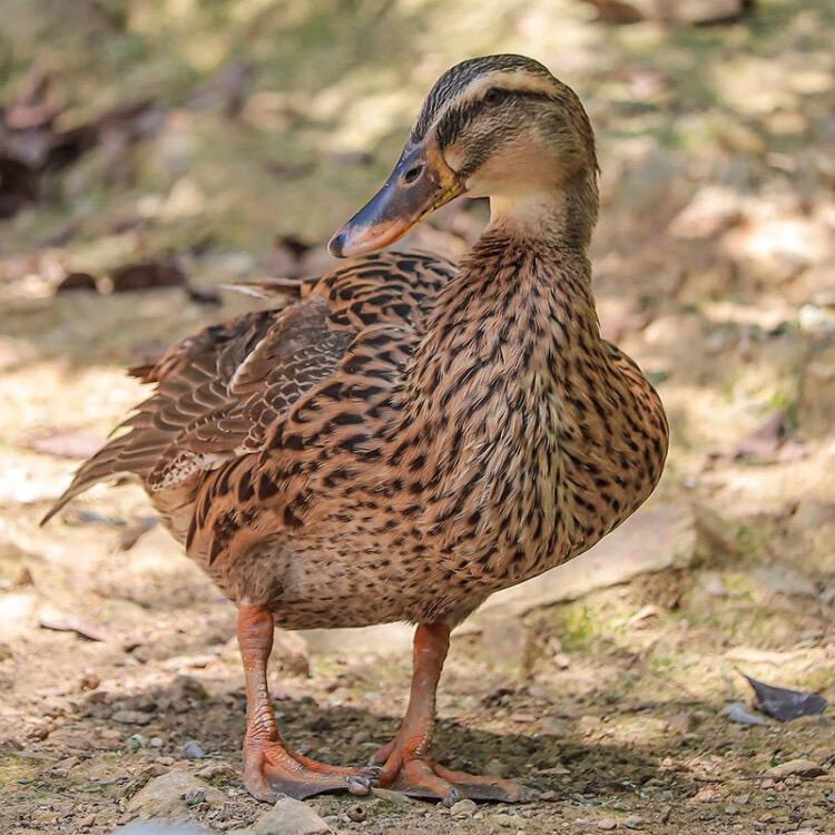 食时旺·四川姜爆啤酒鸭麻鸭专用号