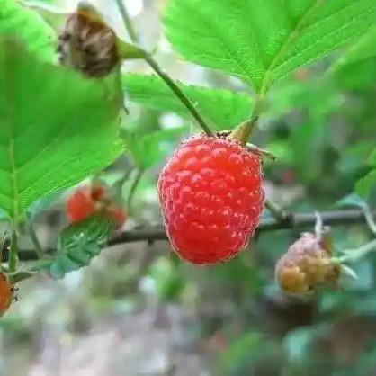 边境兄弟收山货来哦