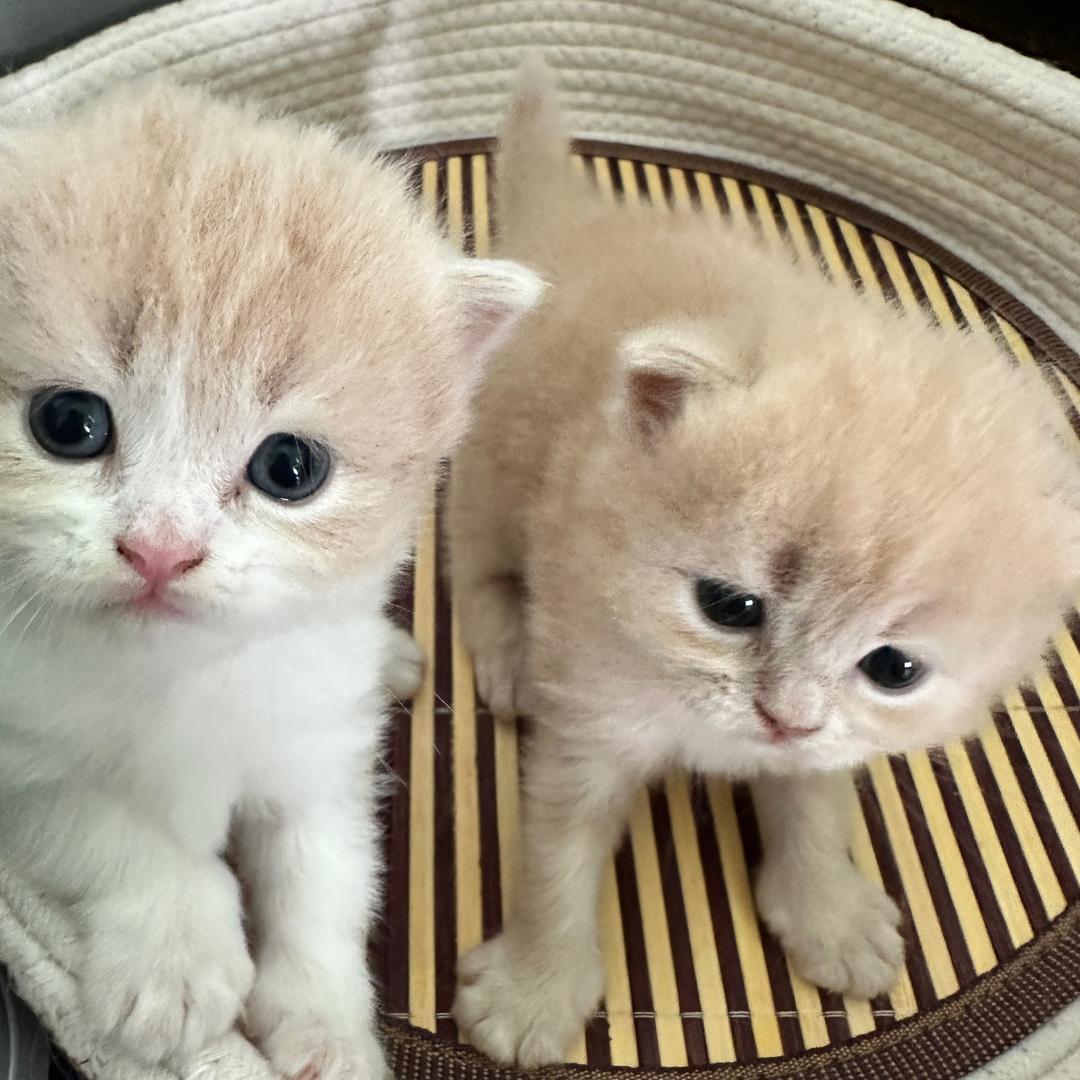 猫乂