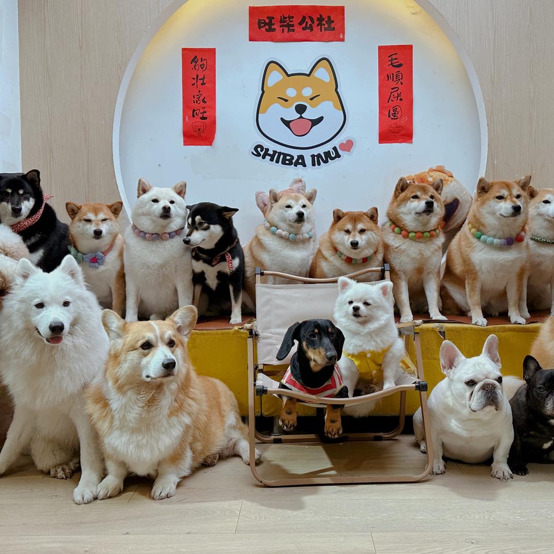 旺柴公社头牌小七