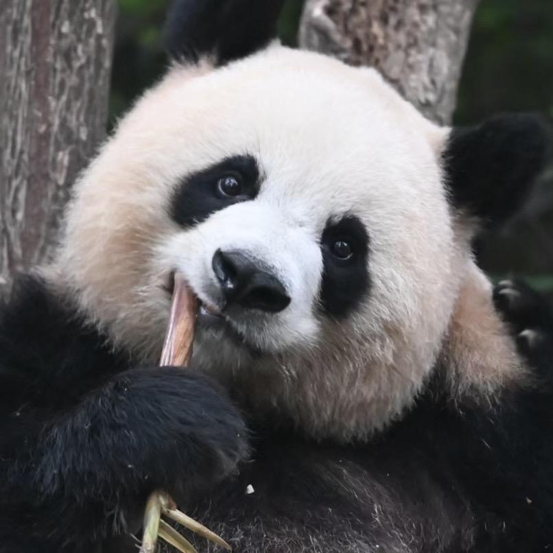 园润大王