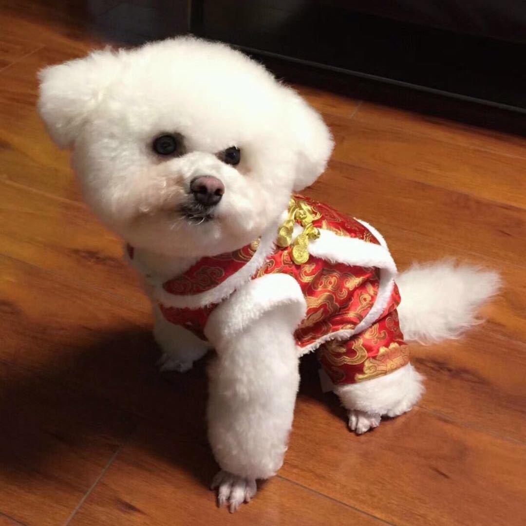 嗨！毛球