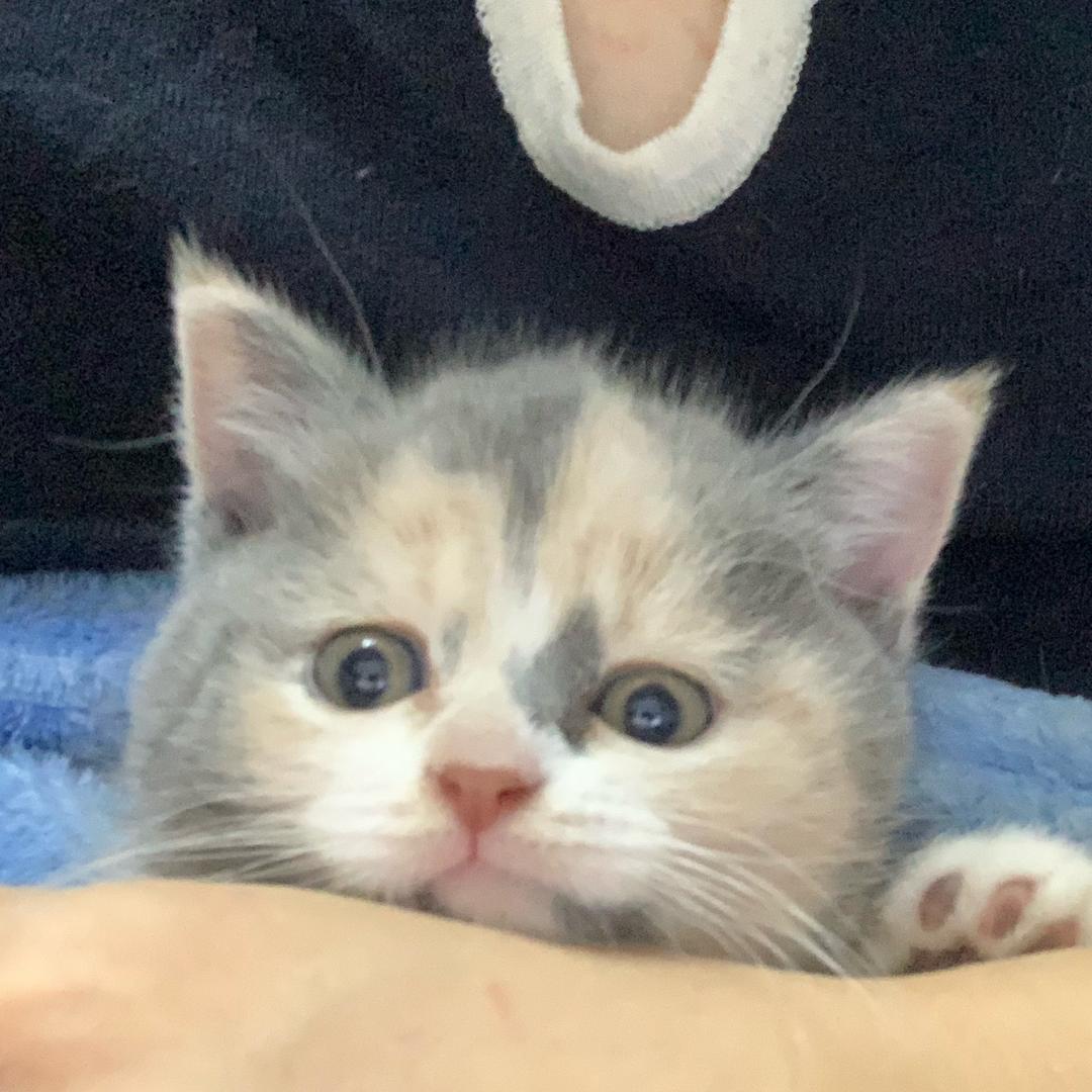 嘘，NeiNei猪来啦