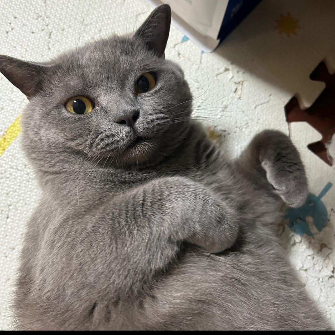 猫会飞