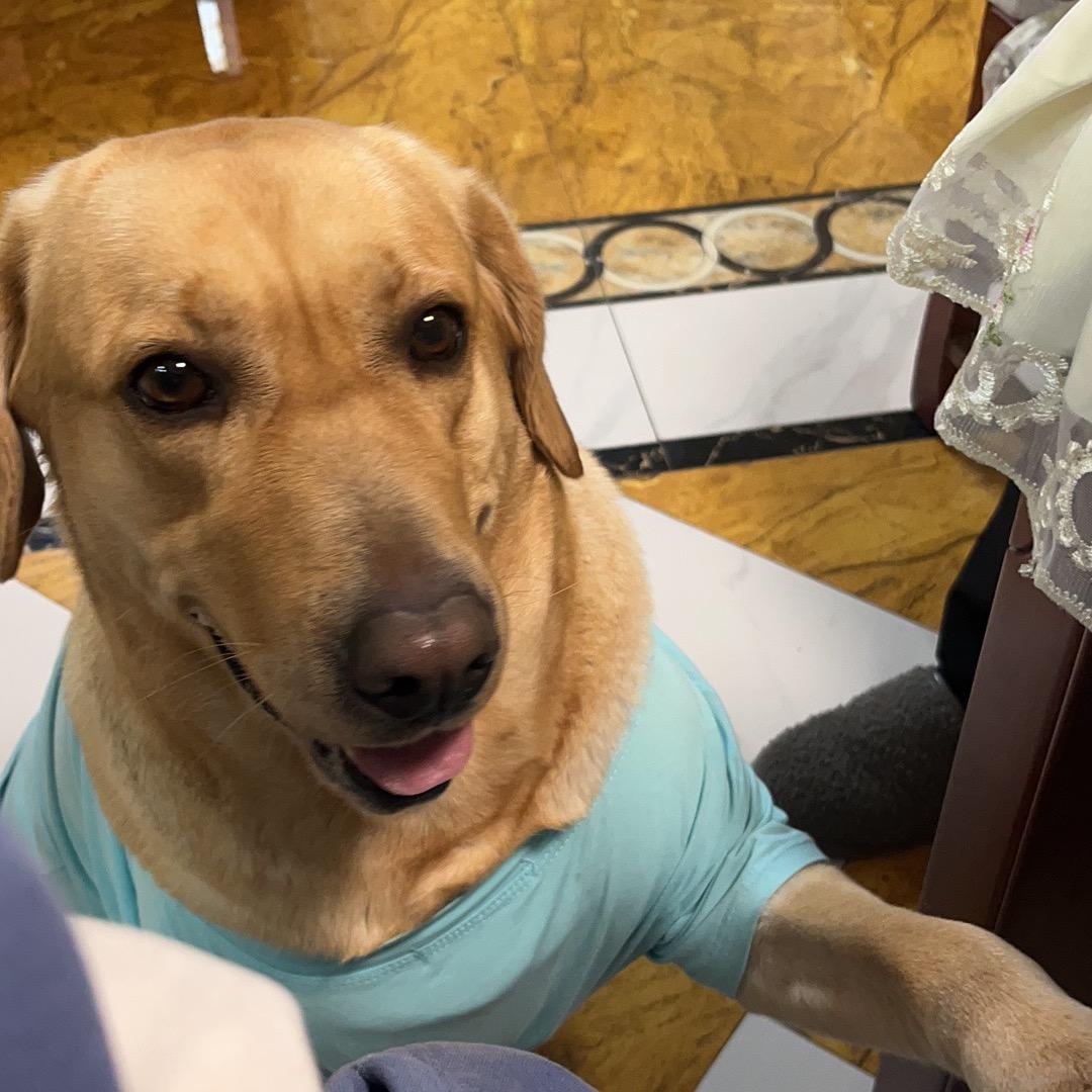 🌈家有名犬拉不动
