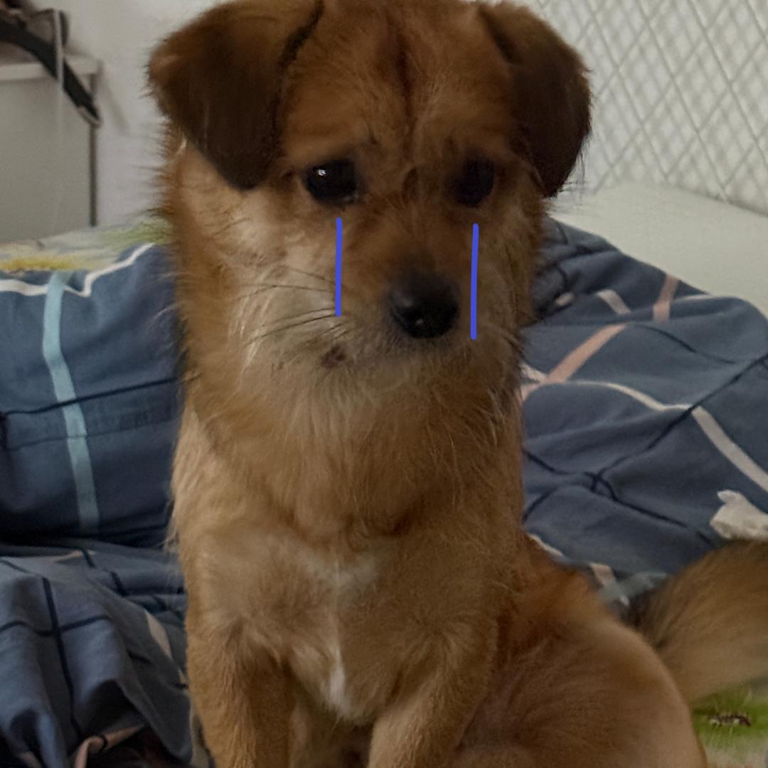 我要咬我的小狗一口它看起来好香香