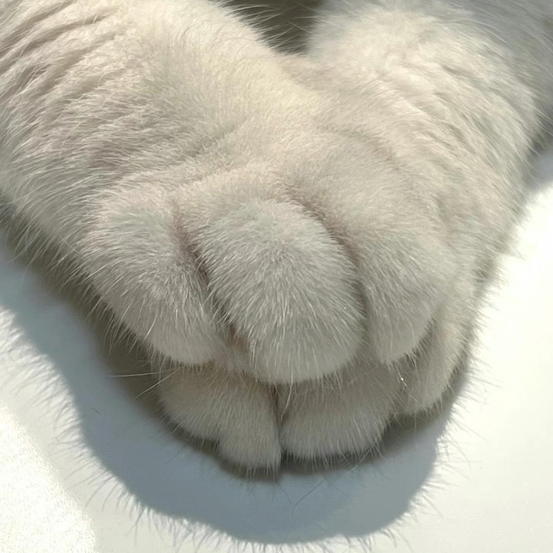 漫天猫毛🐱
