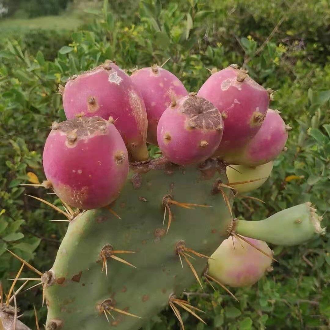 龙门激浪热带水果供应链个体店