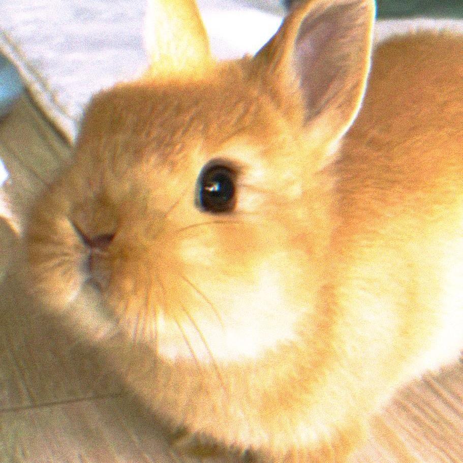 小代ᵒᴥᵒ