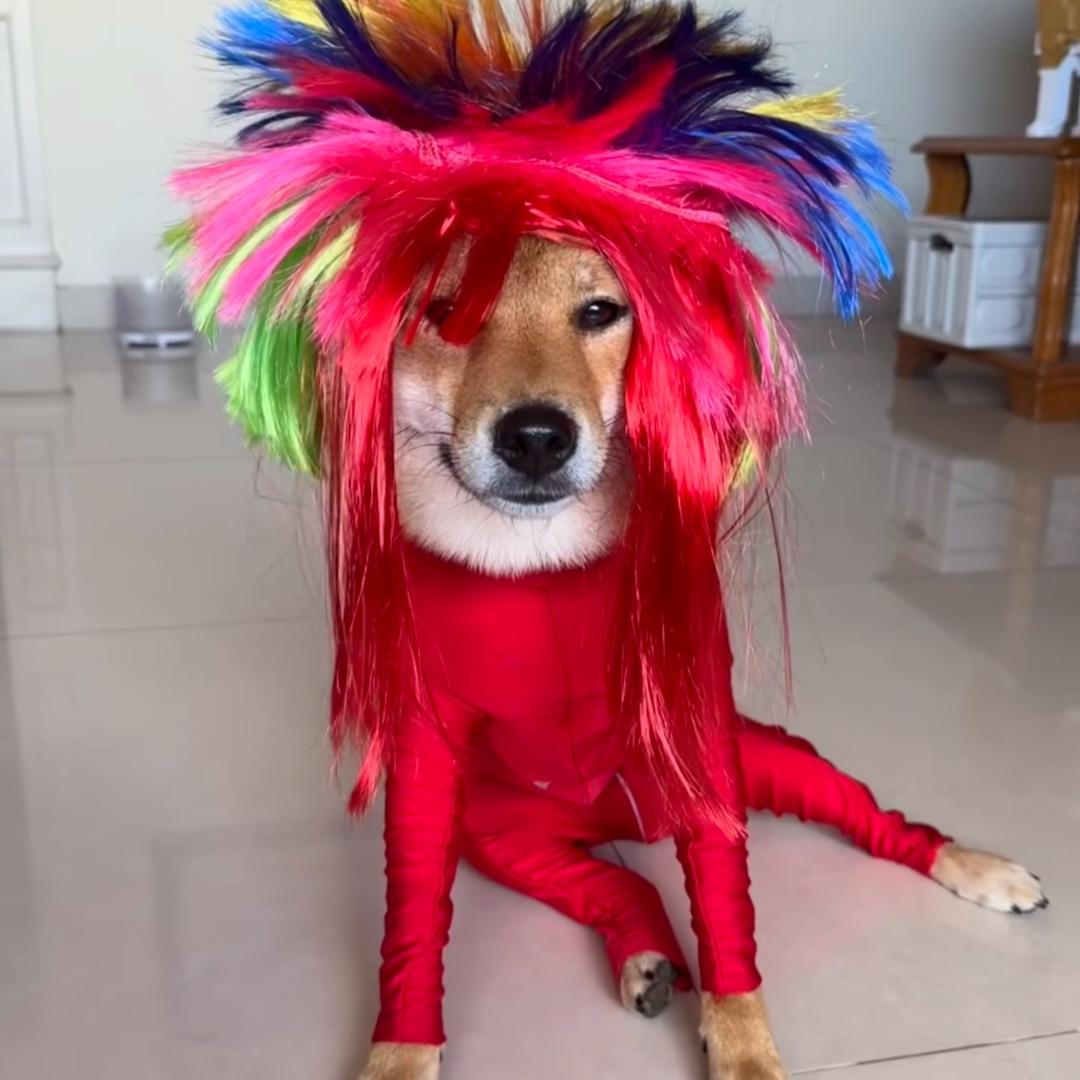 妍宝的米尼