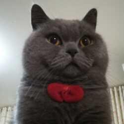 猫姐😄