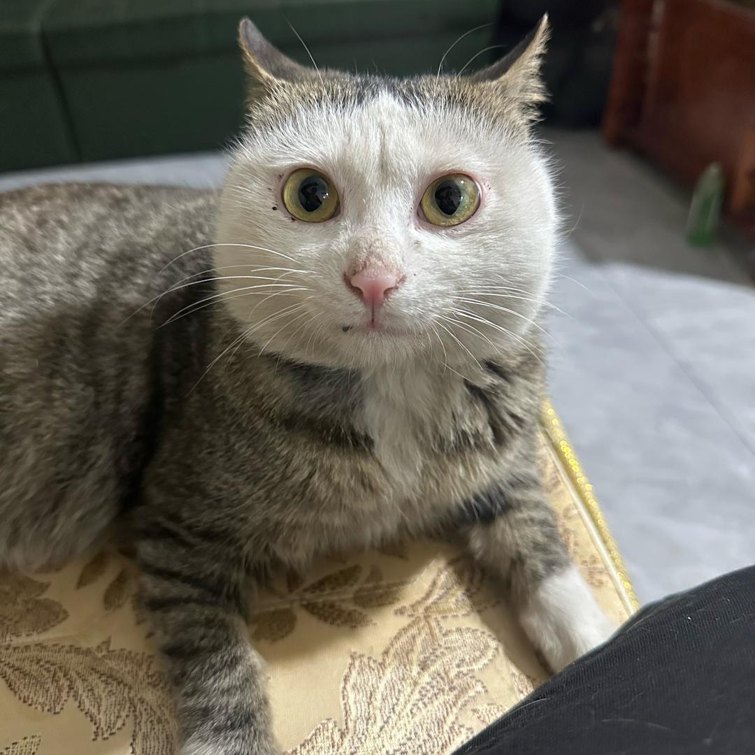 陳哈尼ᵕ᷄≀ ̠˘᷅
