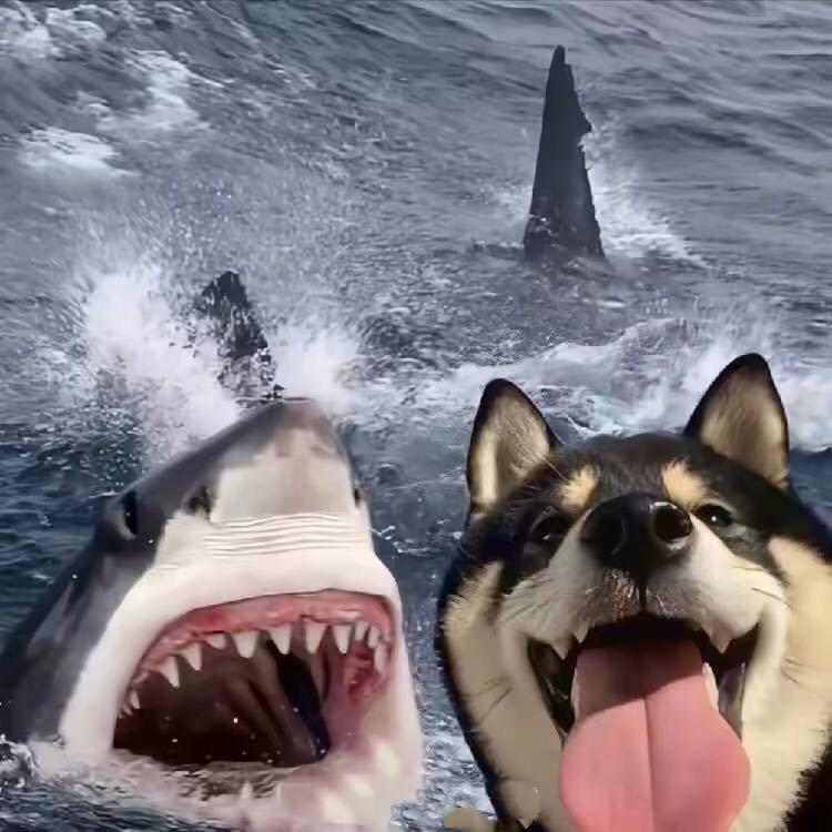 🐾 .