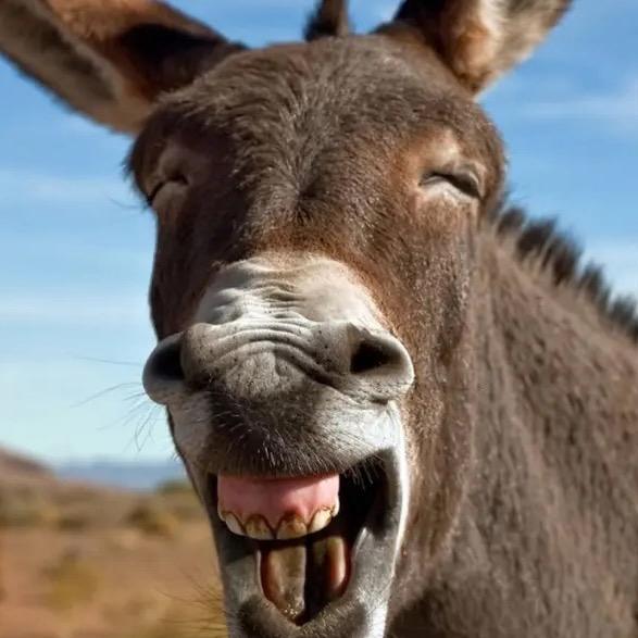 梦幻西游小肉鸡