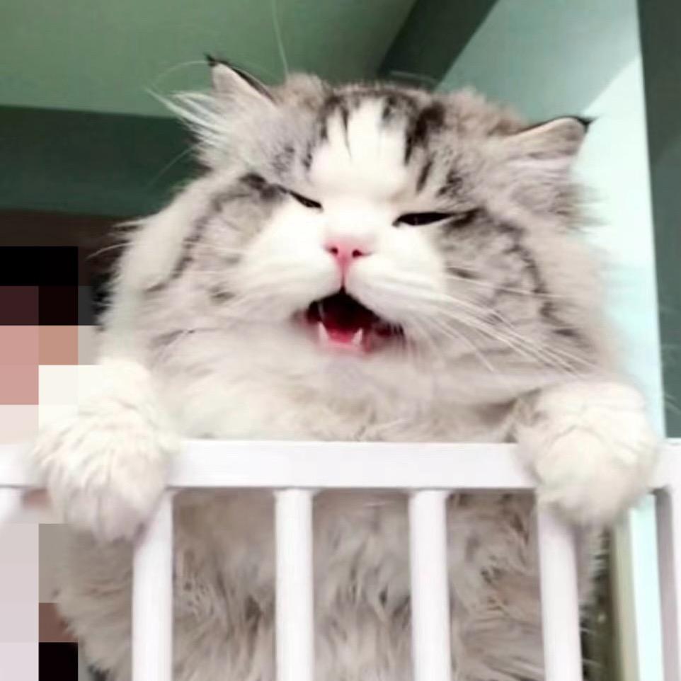 反骨猫咪研究院（纯懿）