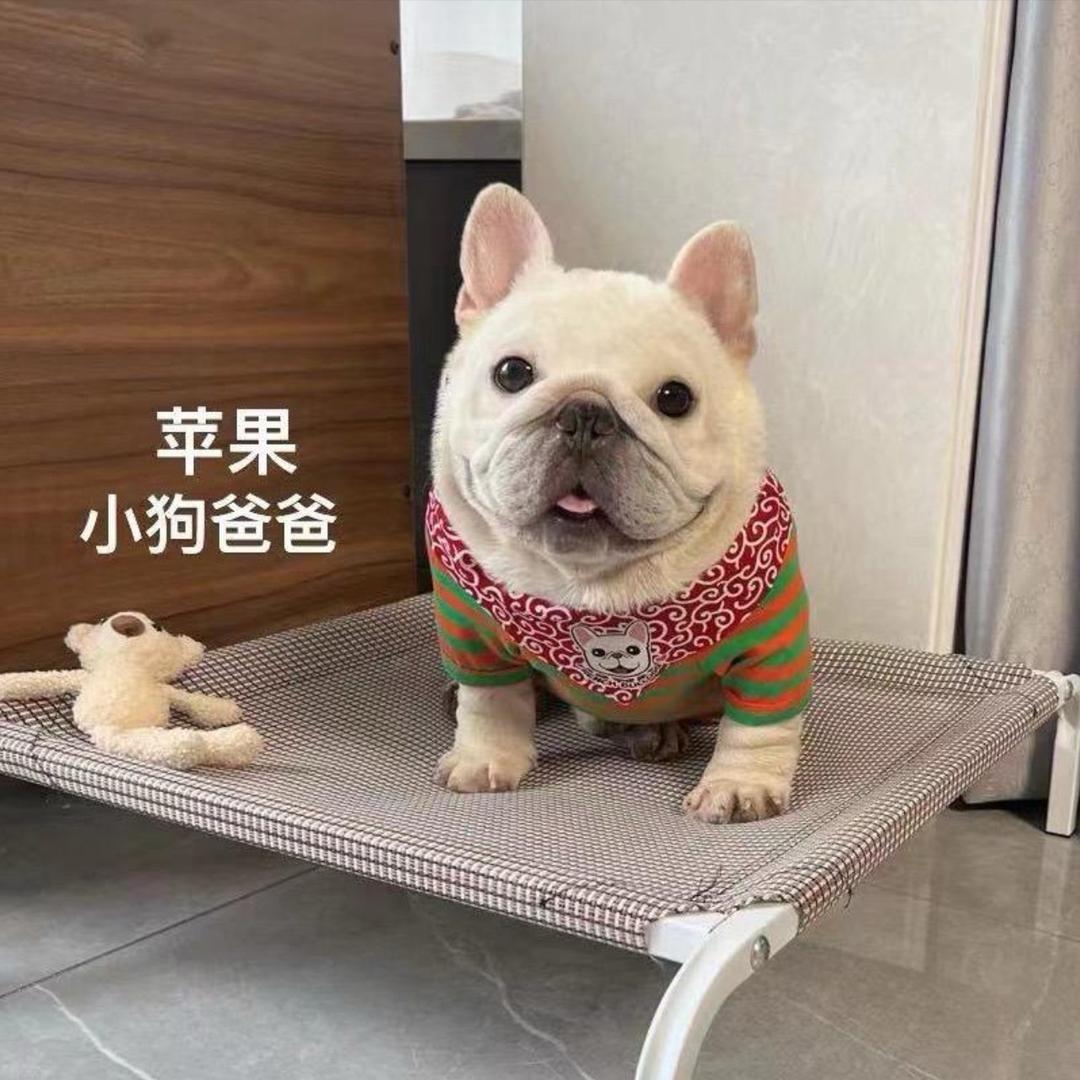 大凯家的法斗（直播1号）