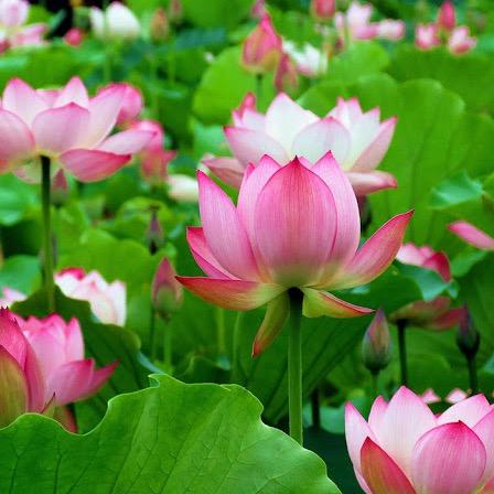 花开富贵168