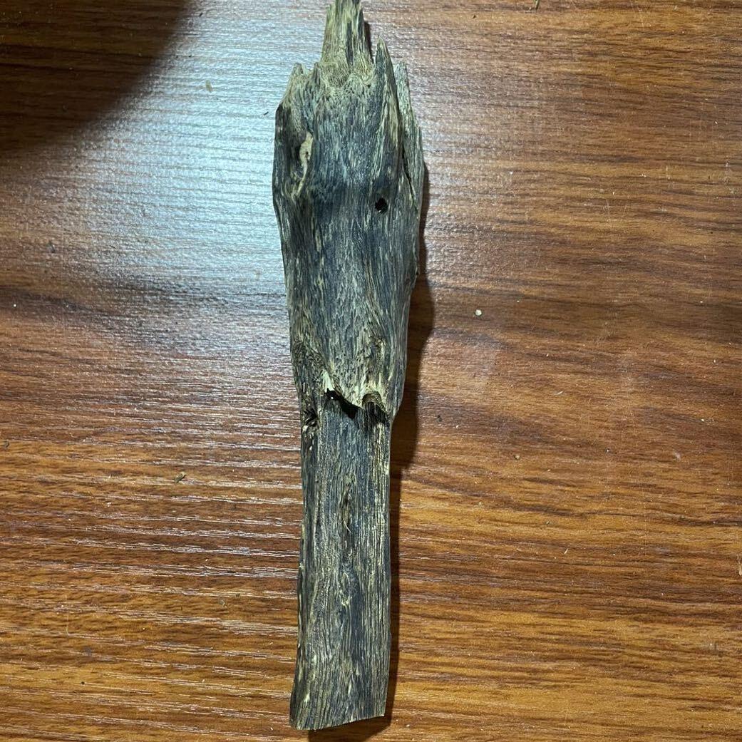 《粤香品种》虎斑2号-专场