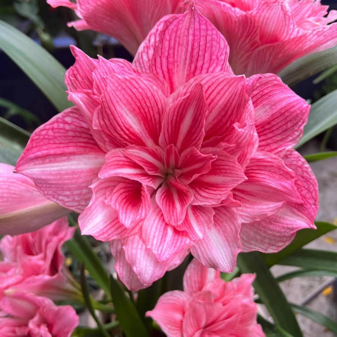 聚鸿花卉青青