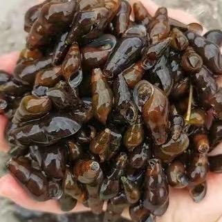 山坑螺石螺杂鱼