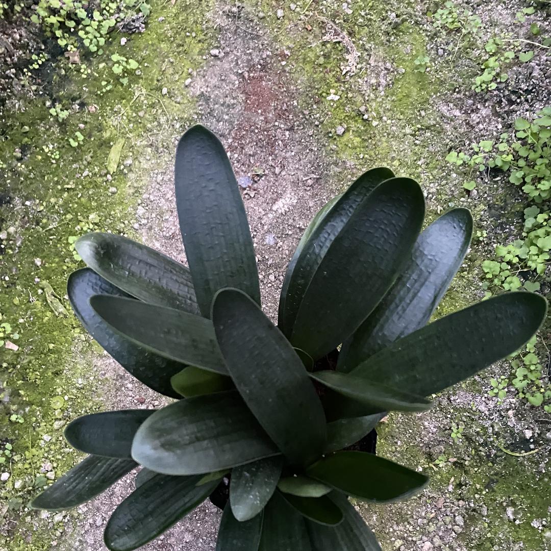 仙仙君子兰园艺