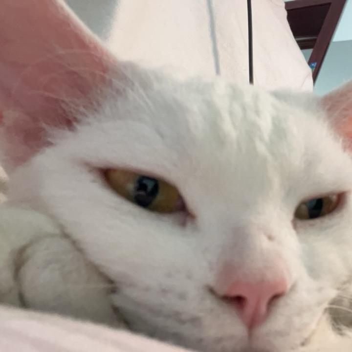 栗子