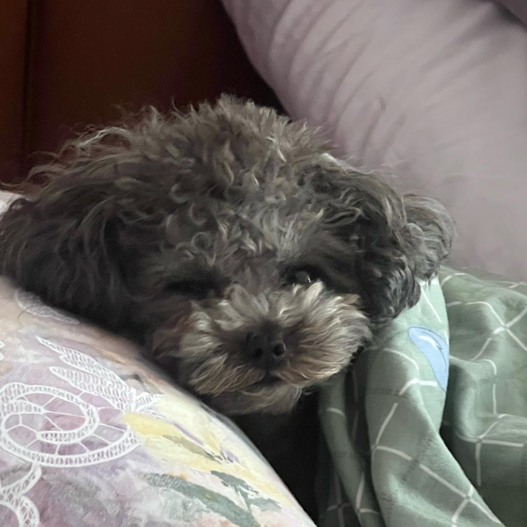 念某人妙手回春（黑豆激推✨）