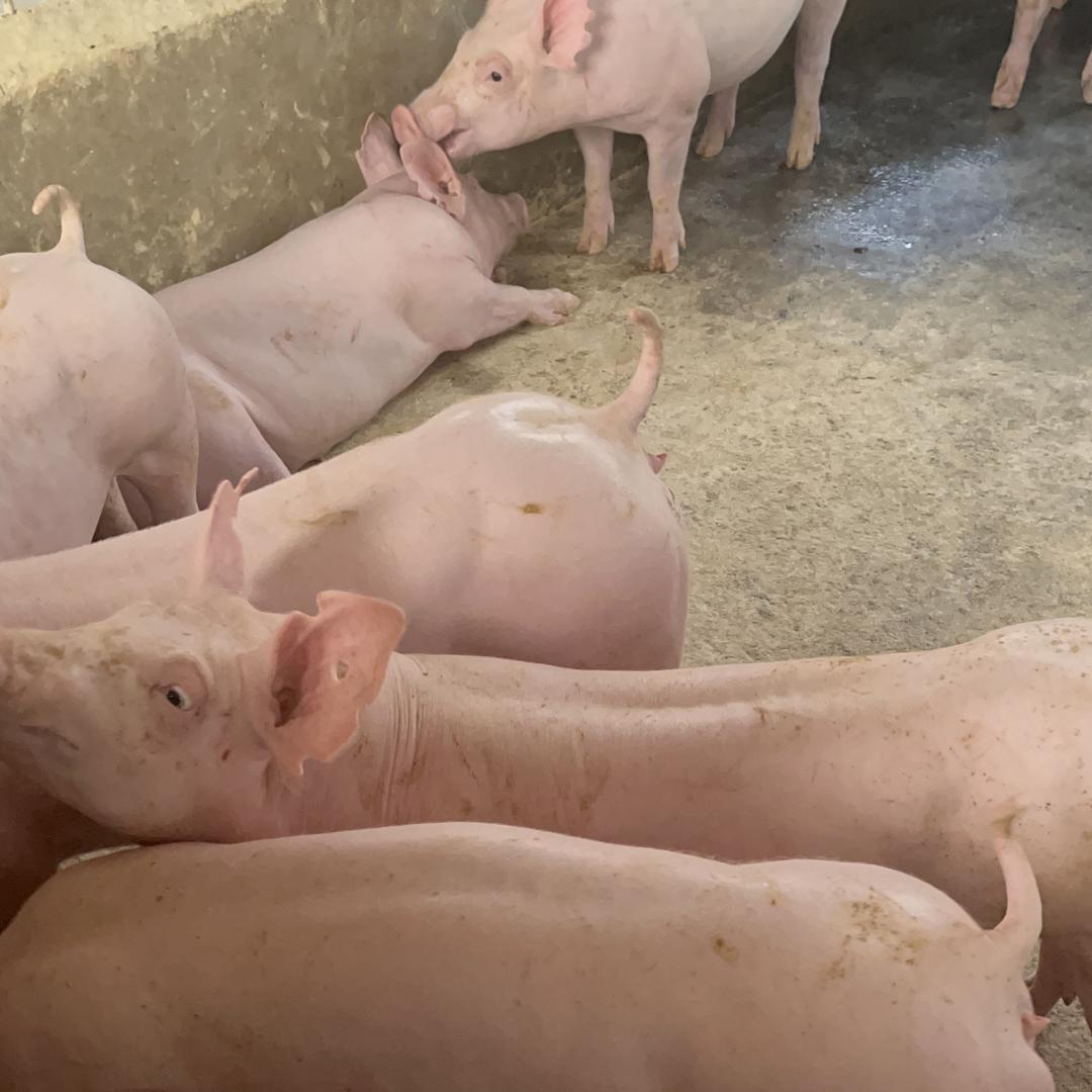 启丰种猪养殖