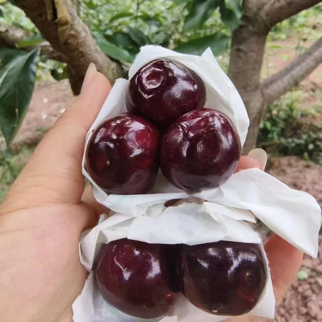 姜東東🍒🍒🍒