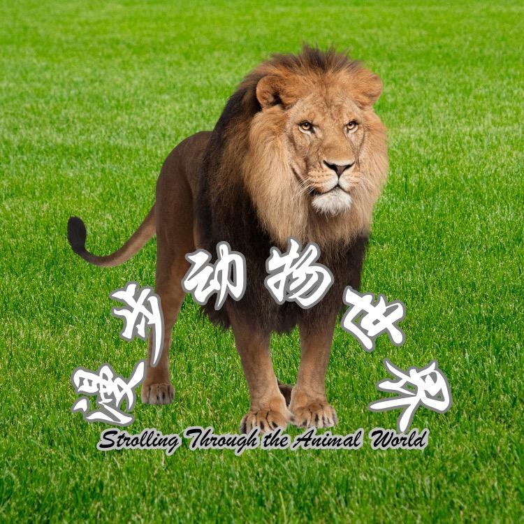 漫步动物世界