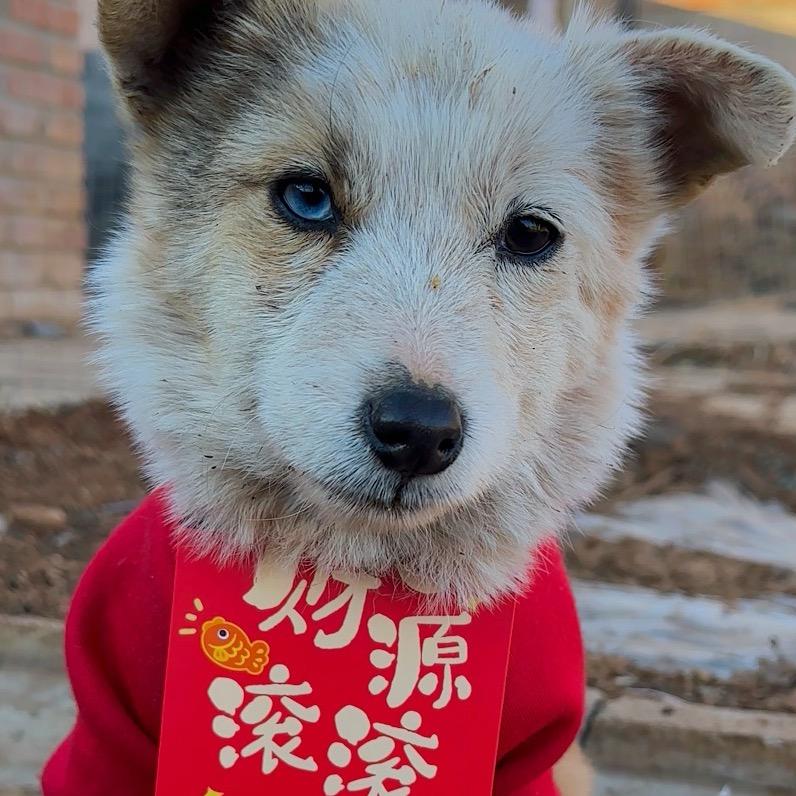 晓七毛孩儿@抖音