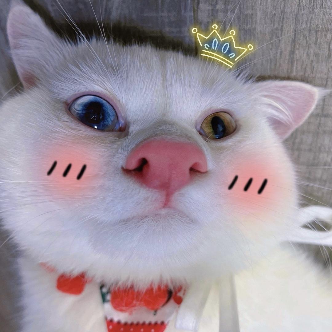 十八是只猫