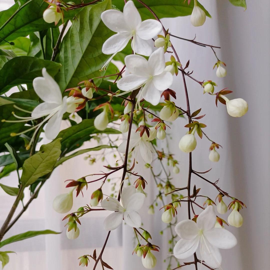 花仙子