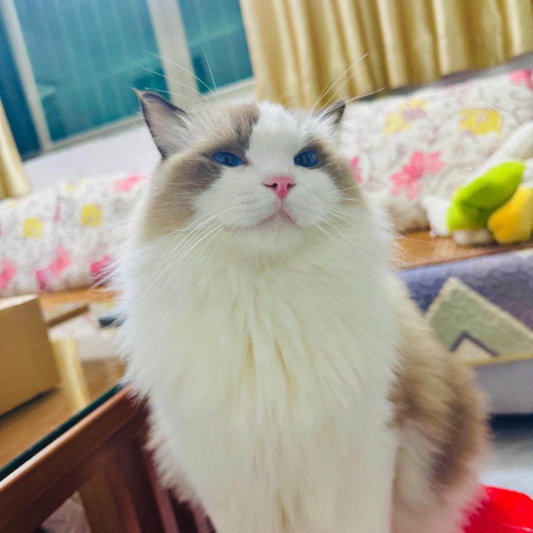 陈陈瞎逛。