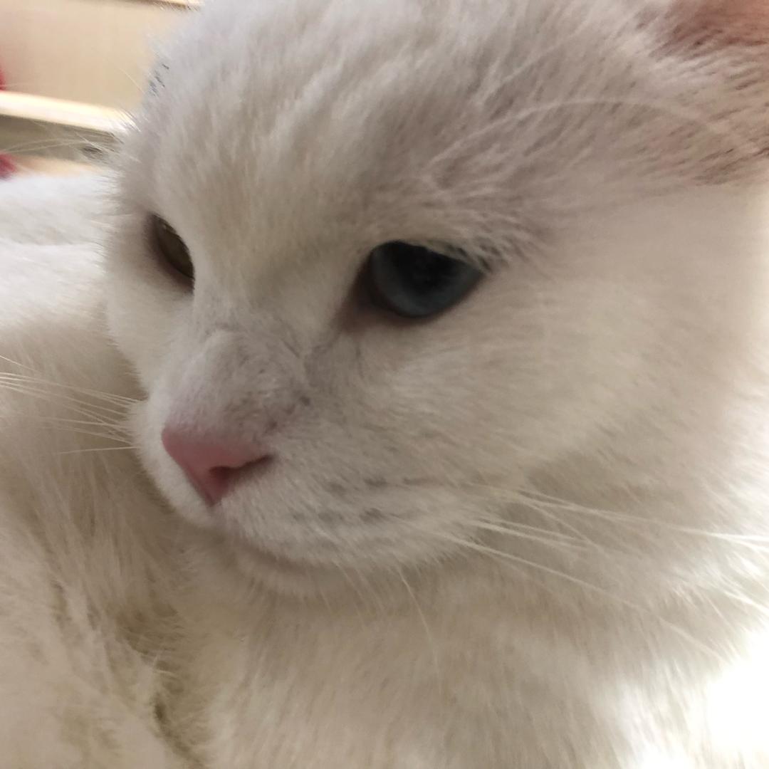 陈年絮语（好嘢）