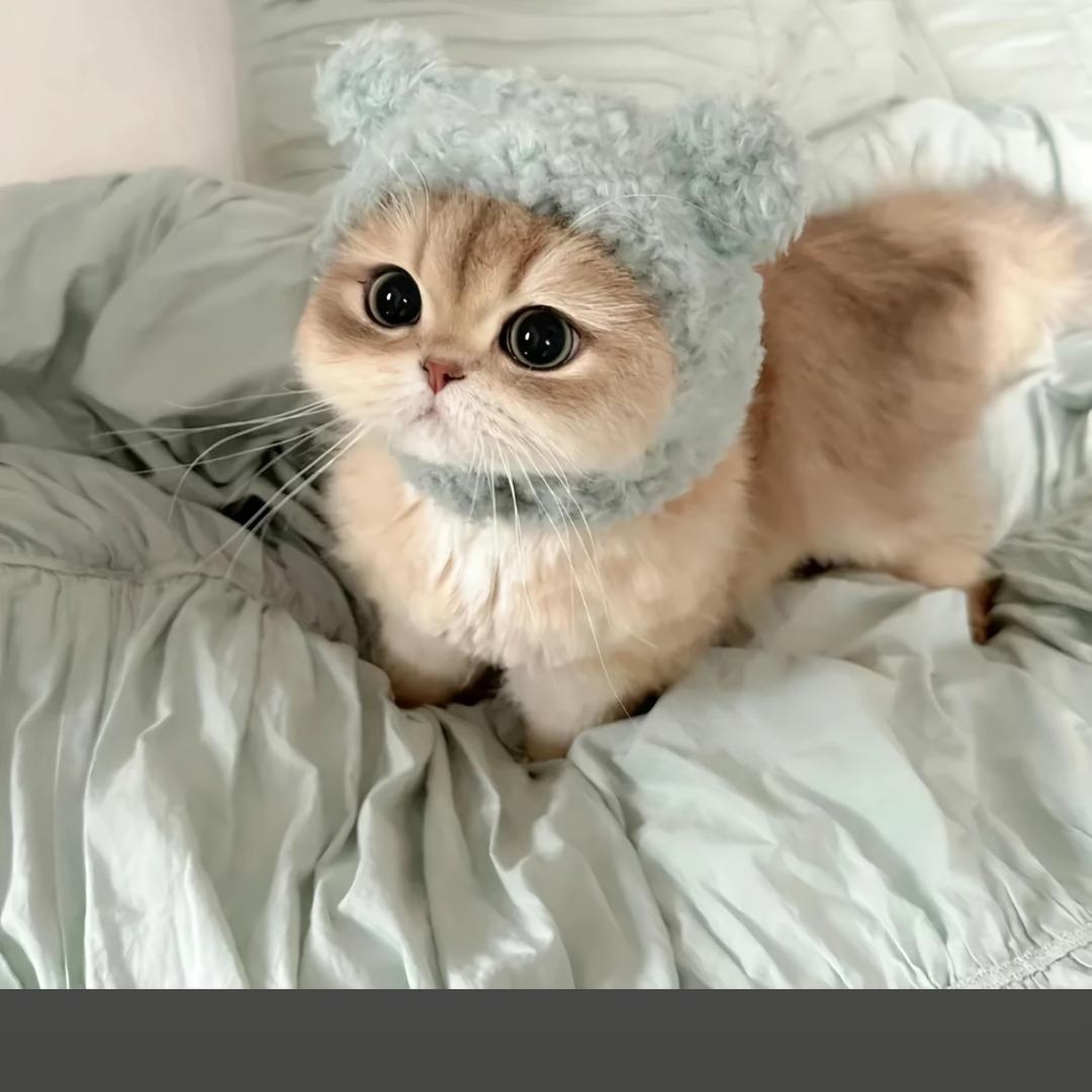 小嘉的猫
