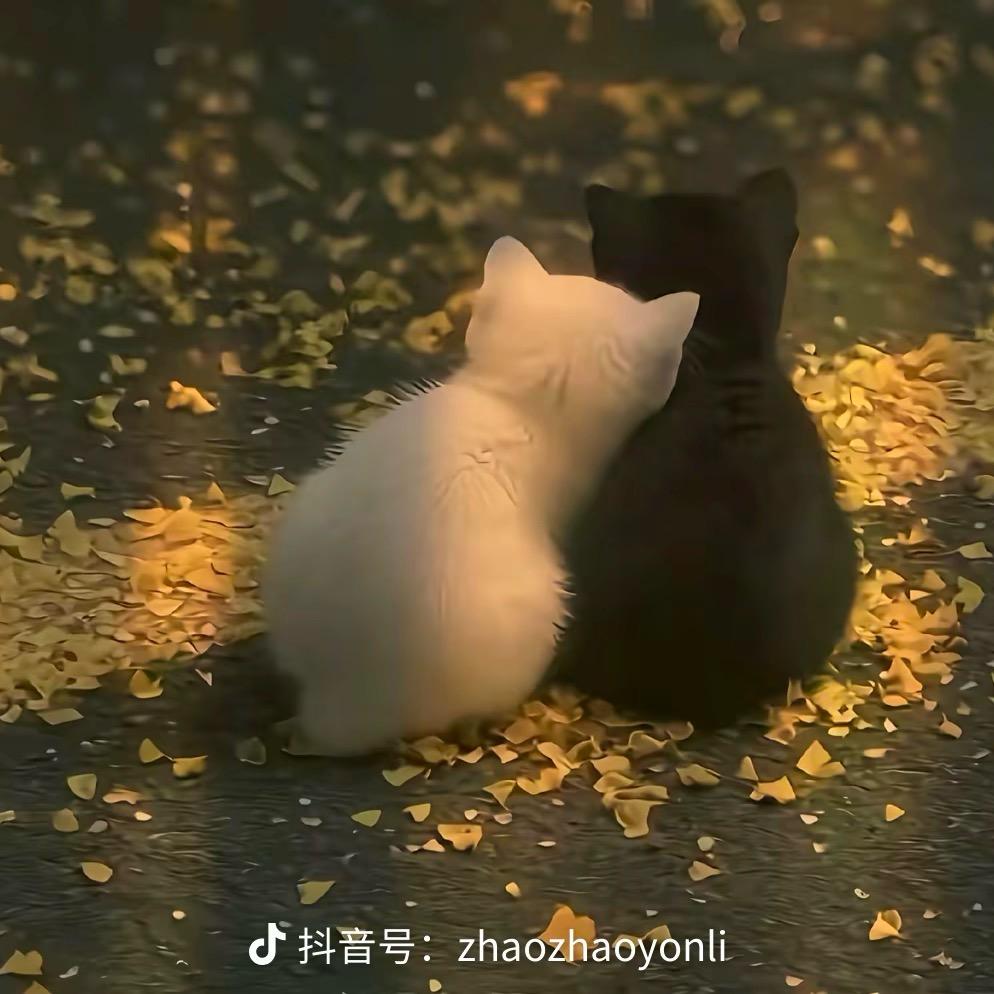 小阳Q