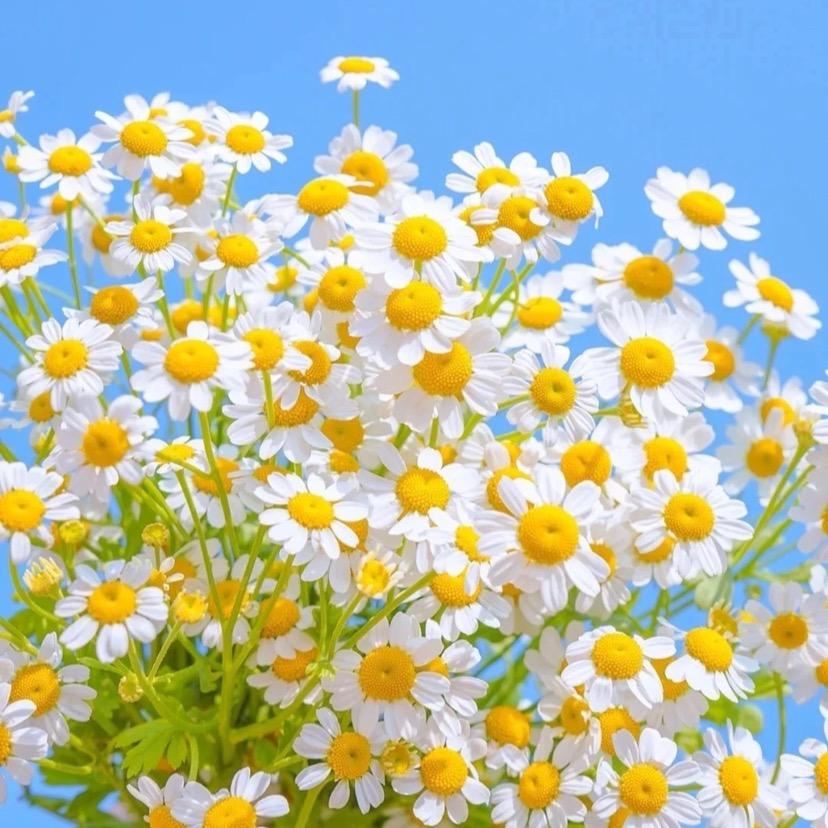 宋惊喜家的花
