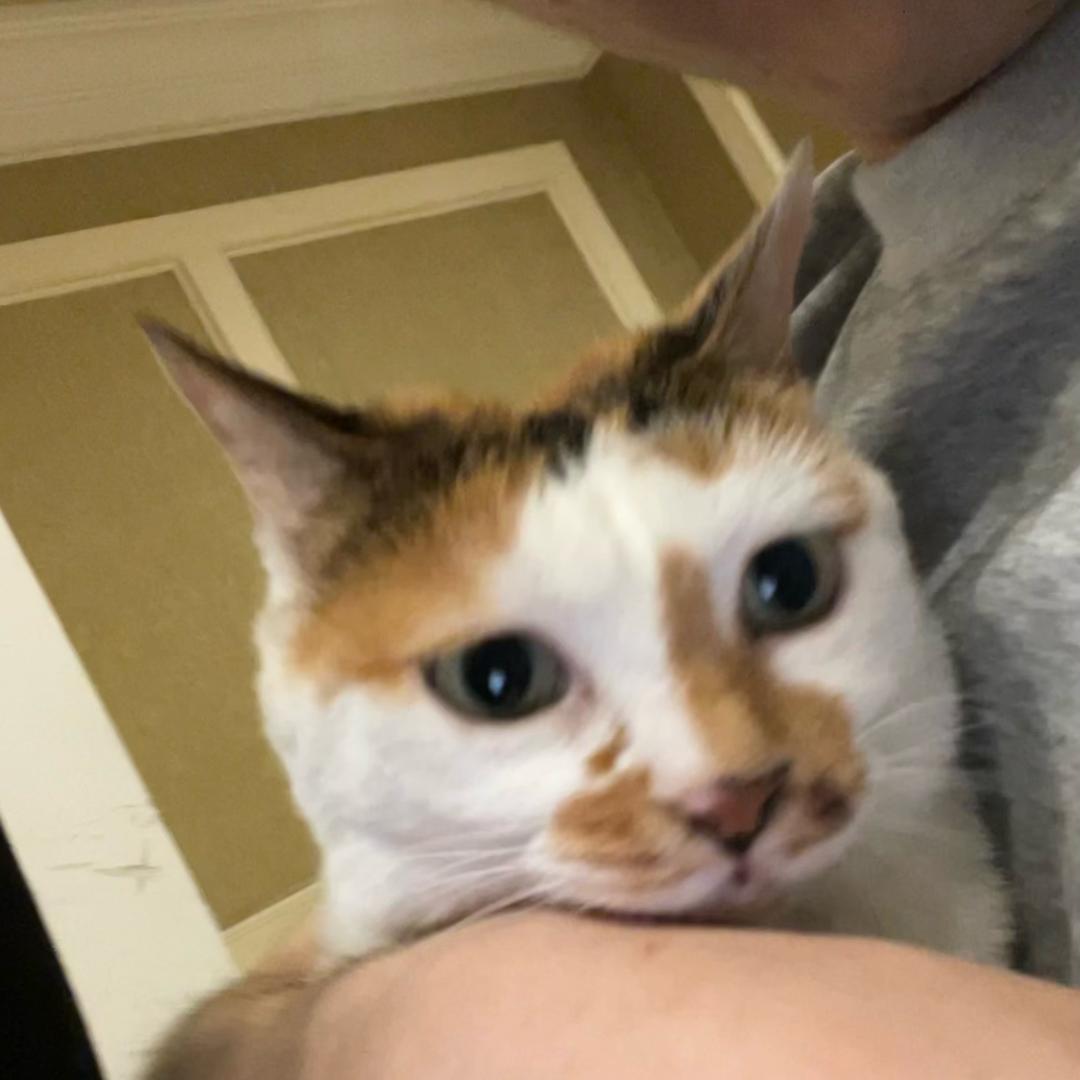 张