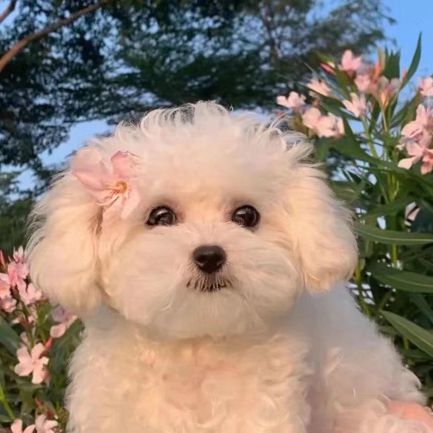 小羊咩咩咩咩咩