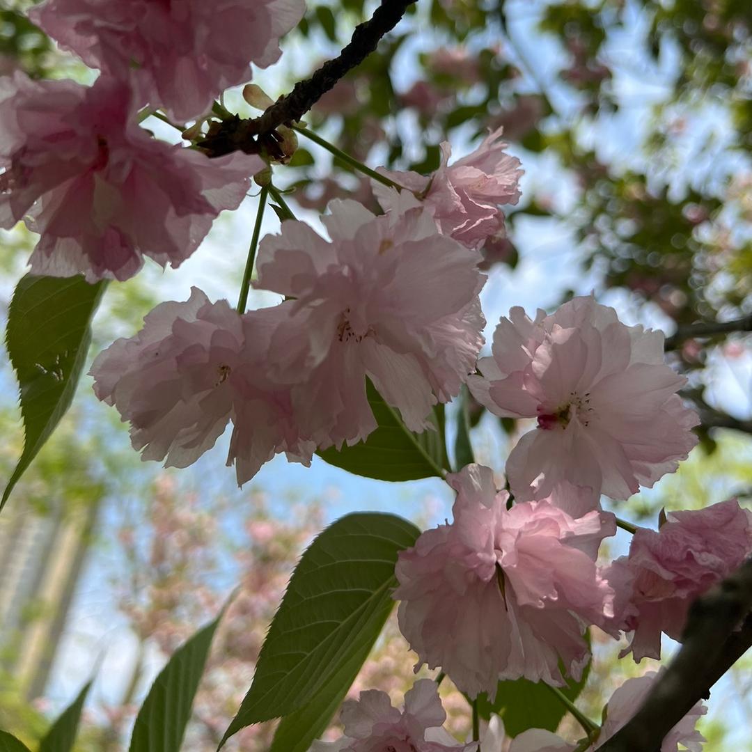 郁金香好看🌷