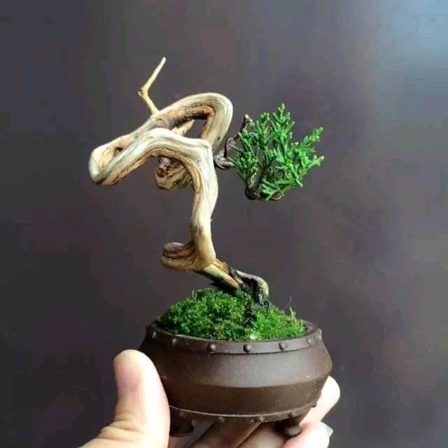 微品会（初心小飞）