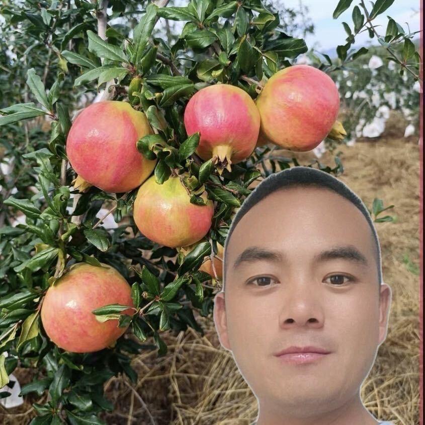 会理贵发哥种石榴