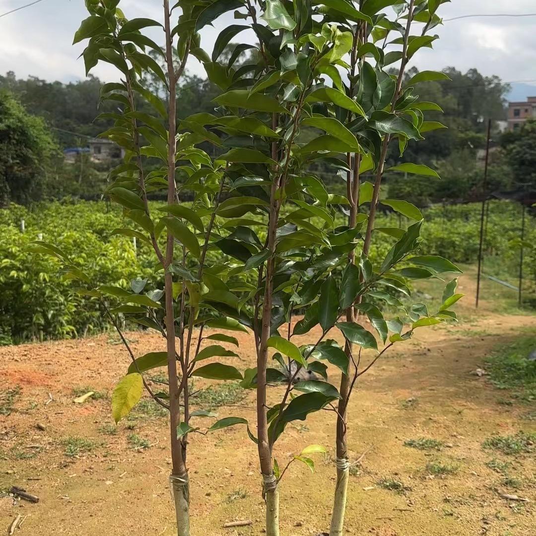 启华奇楠苗木种植基地
