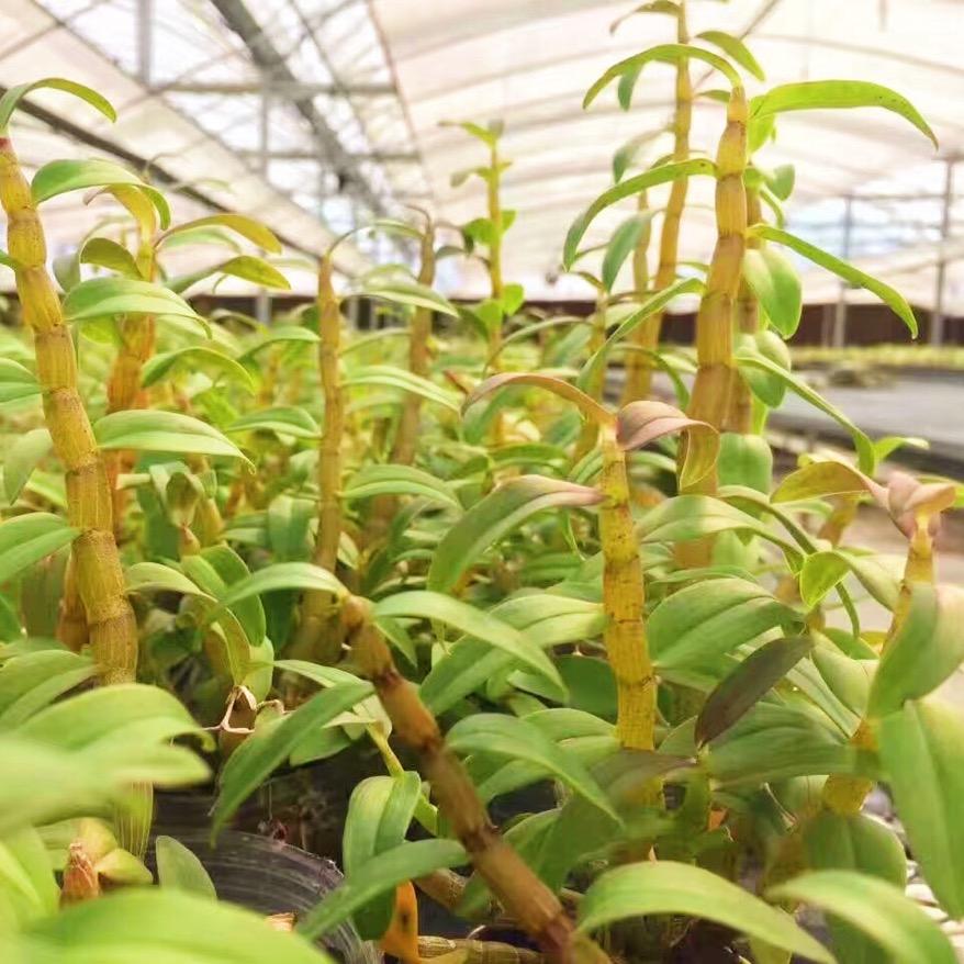 德清牧歌石斛基地