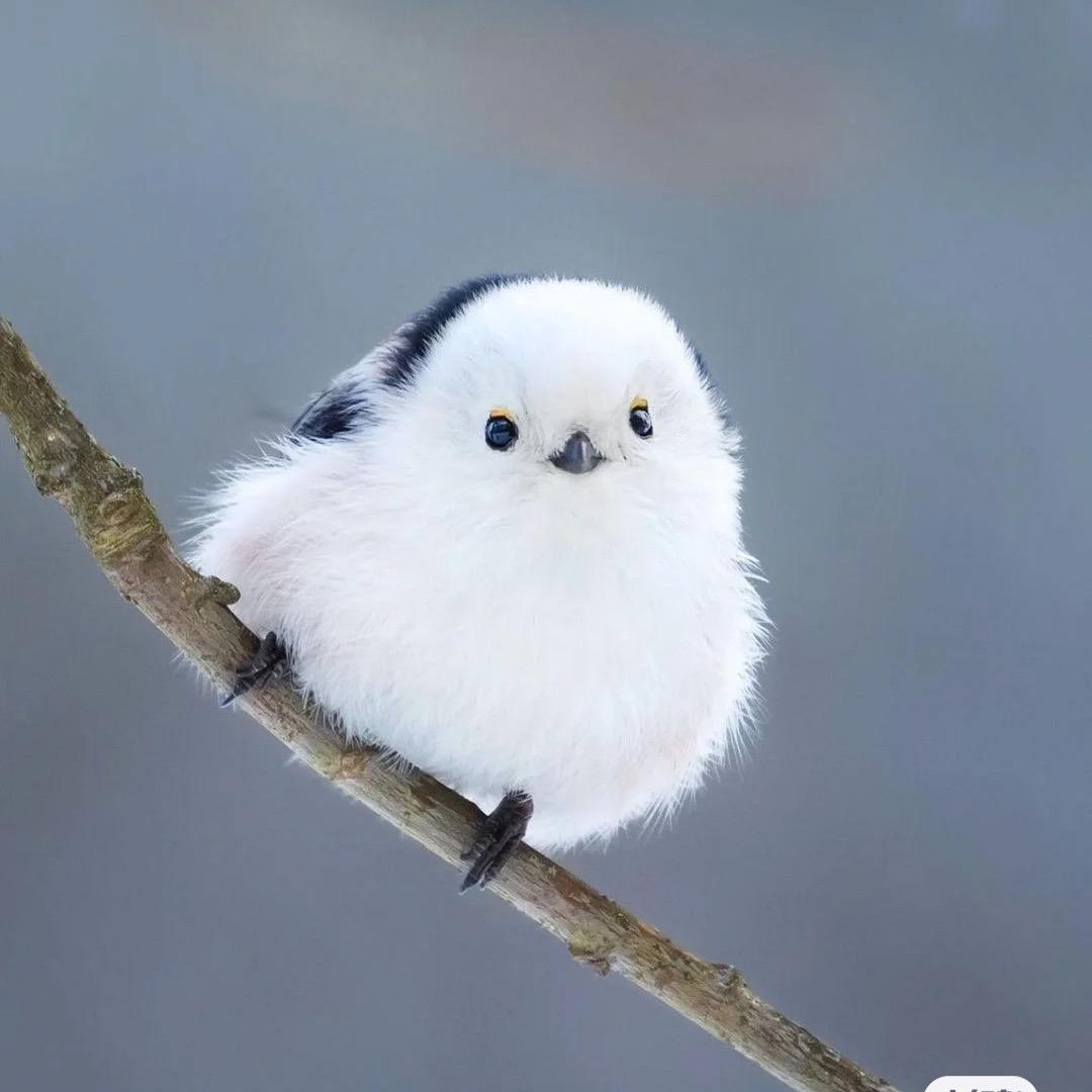 老咸渔